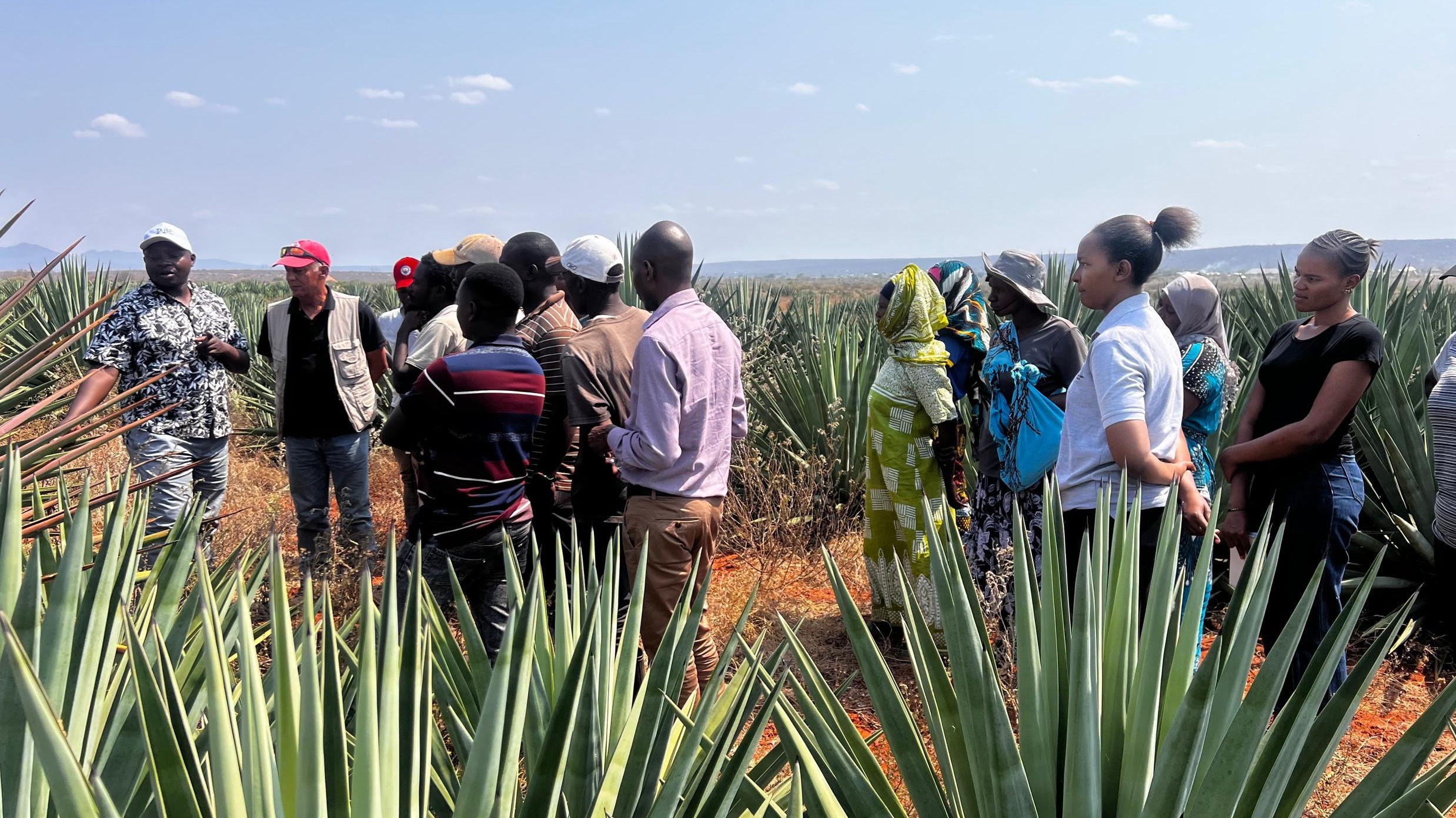 TSB YATOA MAFUNZO YA KILIMO BORA CHA MKONGE HAYA MODERN AGRICULTURE
